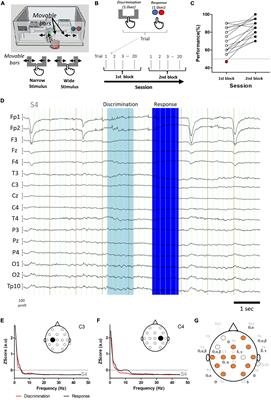 Neurophysiological correlates of tactile width discrimination in humans